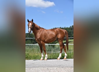 Húngaro, Caballo castrado, 4 años, 152 cm, Alazán