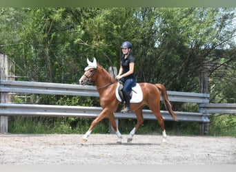 Húngaro, Caballo castrado, 4 años, 152 cm, Alazán