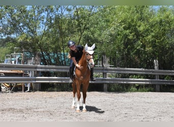 Húngaro, Caballo castrado, 4 años, 152 cm, Alazán