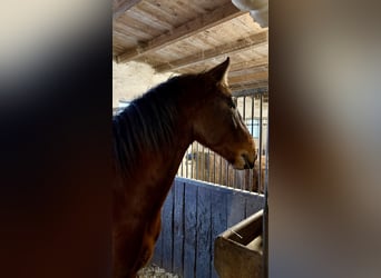 Húngaro Mestizo, Caballo castrado, 4 años, 157 cm, Castaño