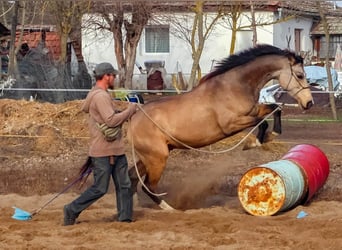Húngaro, Caballo castrado, 4 años, 158 cm, Buckskin/Bayo