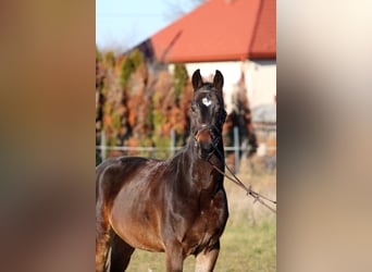 Húngaro, Caballo castrado, 4 años, 160 cm, Castaño oscuro