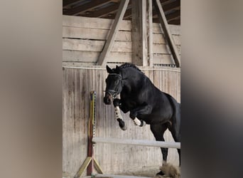 Húngaro, Caballo castrado, 4 años, 160 cm, Castaño oscuro