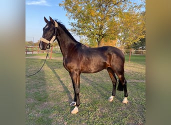 Húngaro, Caballo castrado, 4 años, 160 cm, Castaño rojizo