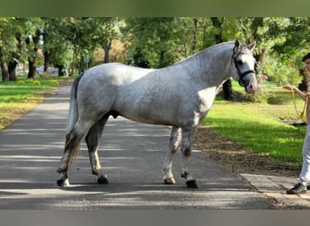 Húngaro Mestizo, Caballo castrado, 4 años, 160 cm, Tordo rodado