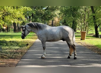 Húngaro Mestizo, Caballo castrado, 4 años, 160 cm, Tordo rodado