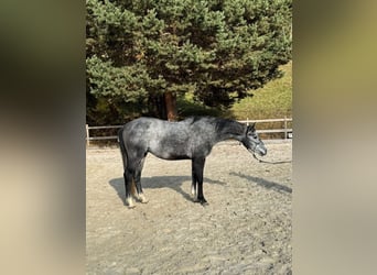 Húngaro, Caballo castrado, 4 años, 160 cm, Tordo rodado