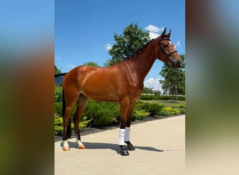 Húngaro, Caballo castrado, 4 años, 165 cm, Castaño rojizo