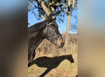 Húngaro, Caballo castrado, 4 años, 165 cm, Negro