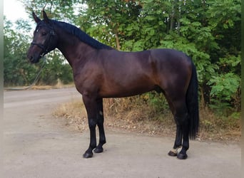 Húngaro, Caballo castrado, 4 años, 166 cm, Castaño oscuro