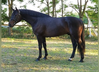 Húngaro, Caballo castrado, 4 años, 166 cm, Castaño oscuro