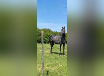 Húngaro, Caballo castrado, 4 años, 166 cm, Tordo