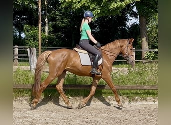 Húngaro, Caballo castrado, 4 años, 167 cm, Alazán