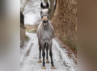 Húngaro, Caballo castrado, 4 años, 167 cm, Tordo