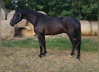 Húngaro, Caballo castrado, 4 años, 168 cm, Castaño oscuro