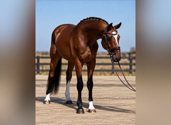Húngaro, Caballo castrado, 4 años, 169 cm, Castaño