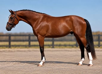 Húngaro, Caballo castrado, 4 años, 169 cm, Castaño