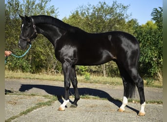 Húngaro, Caballo castrado, 4 años, 169 cm, Negro