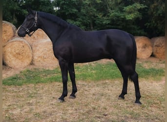 Húngaro Mestizo, Caballo castrado, 4 años, 171 cm, Negro