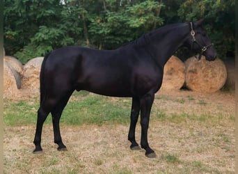 Húngaro Mestizo, Caballo castrado, 4 años, 171 cm, Negro