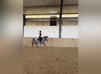 Húngaro, Caballo castrado, 5 años, 145 cm, Tordo