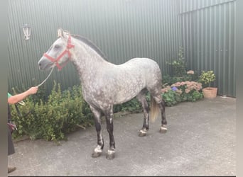 Húngaro, Caballo castrado, 5 años, 147 cm, Tordo rodado