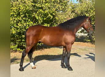 Húngaro Mestizo, Caballo castrado, 5 años, 153 cm, Castaño rojizo