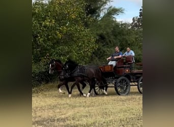 Húngaro Mestizo, Caballo castrado, 5 años, 158 cm, Castaño rojizo