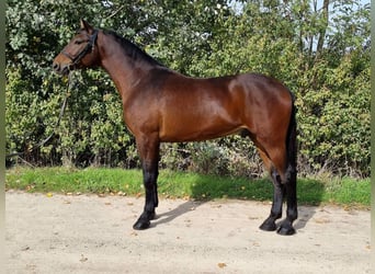 Húngaro Mestizo, Caballo castrado, 5 años, 162 cm, Castaño