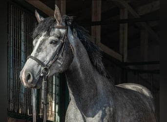 Húngaro, Caballo castrado, 5 años, 162 cm, Tordo