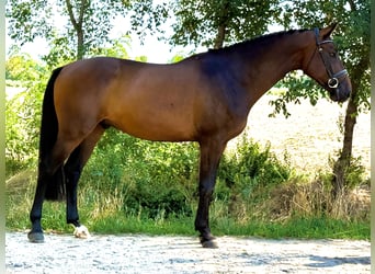 Húngaro, Caballo castrado, 5 años, 165 cm, Castaño