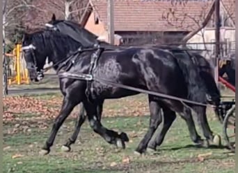 Húngaro Mestizo, Caballo castrado, 5 años, 166 cm, Negro