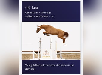 Húngaro, Caballo castrado, 5 años, 169 cm, Alazán