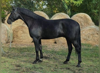 Húngaro, Caballo castrado, 5 años, 169 cm, Negro