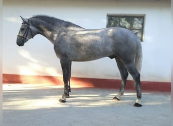 Húngaro, Caballo castrado, 5 años, 169 cm, Tordo