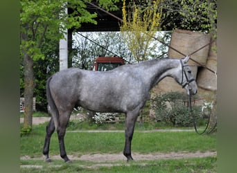Húngaro, Caballo castrado, 5 años, 170 cm