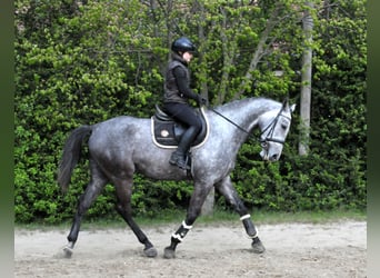 Húngaro, Caballo castrado, 5 años, 170 cm