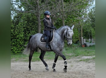 Húngaro, Caballo castrado, 5 años, 170 cm