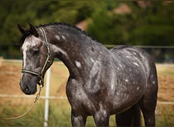 Húngaro, Caballo castrado, 5 años, 170 cm, Tordo