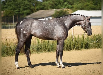 Húngaro, Caballo castrado, 5 años, 170 cm, Tordo