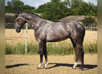 Húngaro, Caballo castrado, 5 años, 170 cm, Tordo