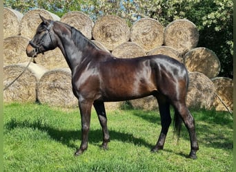 Húngaro, Caballo castrado, 5 años, 171 cm, Castaño oscuro