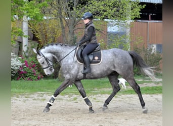 Húngaro, Caballo castrado, 5 años, 171 cm, Tordo