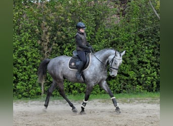 Húngaro, Caballo castrado, 5 años, 171 cm, Tordo