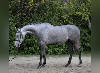 Húngaro, Caballo castrado, 5 años, 171 cm, Tordo