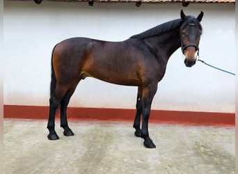 Húngaro Mestizo, Caballo castrado, 5 años, 173 cm, Castaño