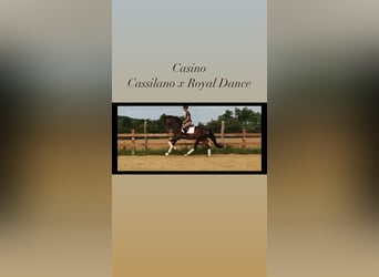 Húngaro, Caballo castrado, 5 años, 174 cm, Castaño oscuro
