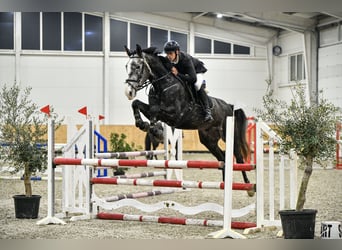 Húngaro, Caballo castrado, 5 años, 177 cm, Tordo