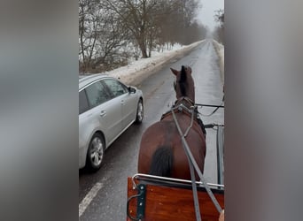 Húngaro, Caballo castrado, 6 años, 152 cm, Castaño rojizo