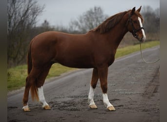 Húngaro, Caballo castrado, 6 años, 153 cm, Alazán